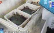 南京网红店“兄弟龙虾”用酸臭溶液洗虾、多日不换水，市场监管部门已责令其停业整改