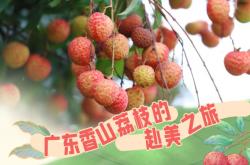 夏威夷首棵荔枝树，珠海人种的！
